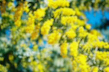 Parkta sarı çiçeklerle bulanık arkaplan