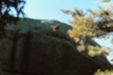 Ağaçlarla bulanık arkaplan