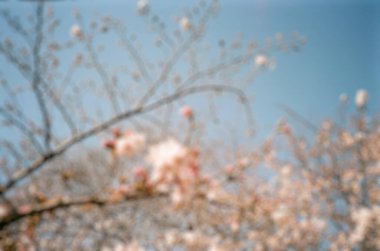 Japonya 'da kiraz çiçeği