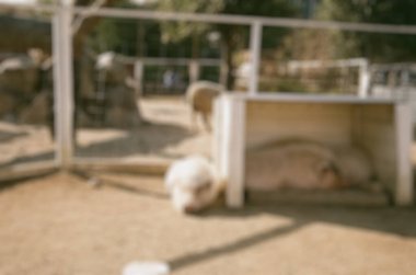 Hayvanat bahçesinde koyun