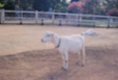 Çiftlikteki koyunlar