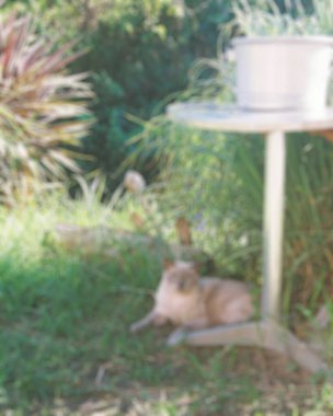 Kedi yerde oturuyor.