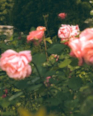 Güzel botanik fotoğrafı, doğal duvar kağıdı.