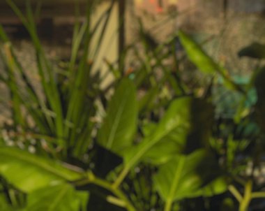 arka plan ile yaprak yeşil