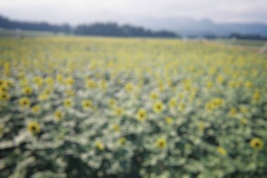 Tarlada soyut bulanık güzel renkli çiçekler