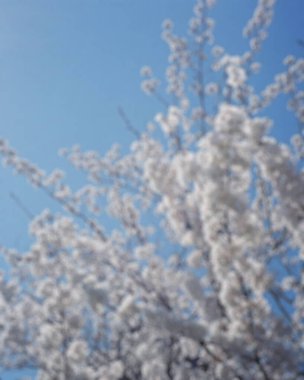 İlkbaharda kiraz çiçekleri