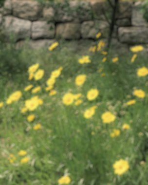 Bahçedeki bulanık çimenler