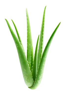 Beyaz arkaplanda tüm aloe vera bitkisi izole edildi - kırpma yolu dahil