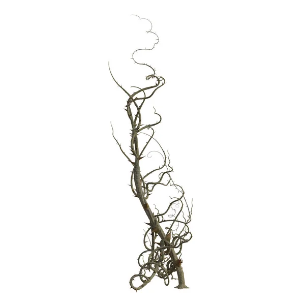 Render Briar Isolated Thorns — Stock Photo, Image