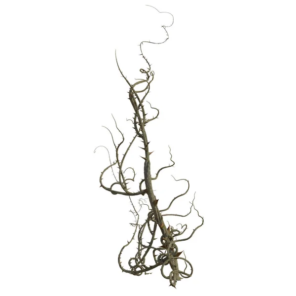 Render Briar Isolated Thorns — Stock Photo, Image