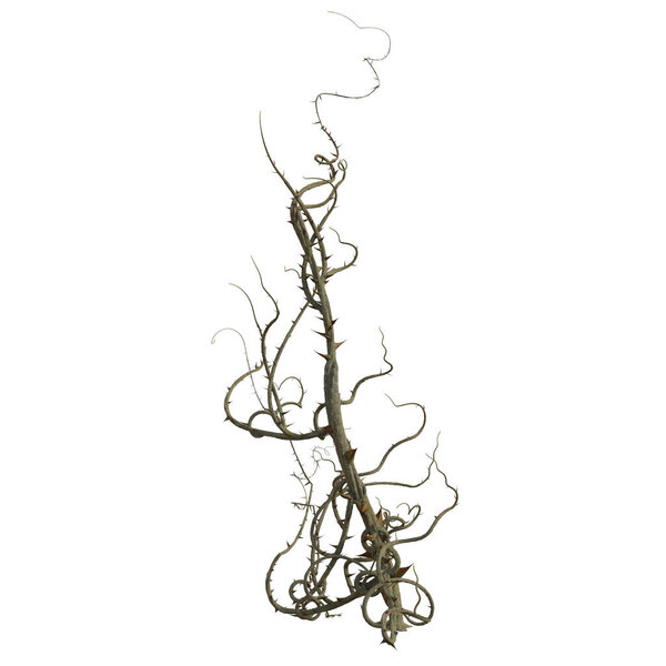3d render briar isolated thorns
