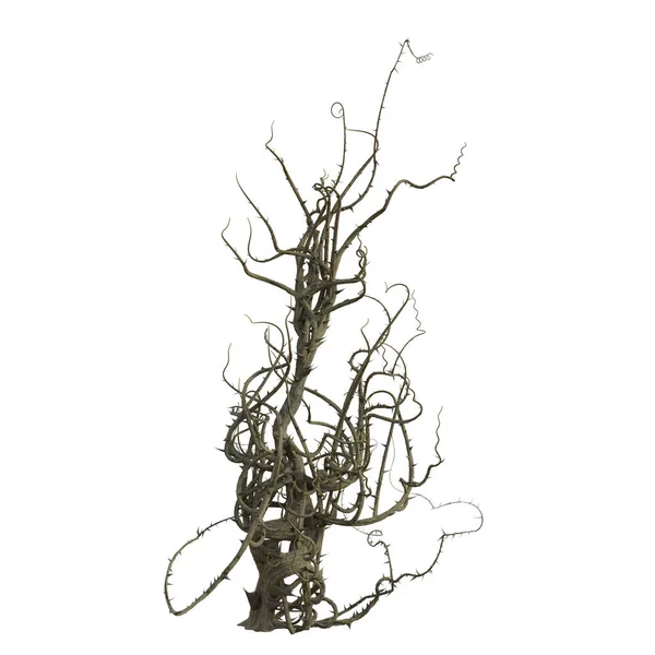 stock image 3d render briar isolated thorns