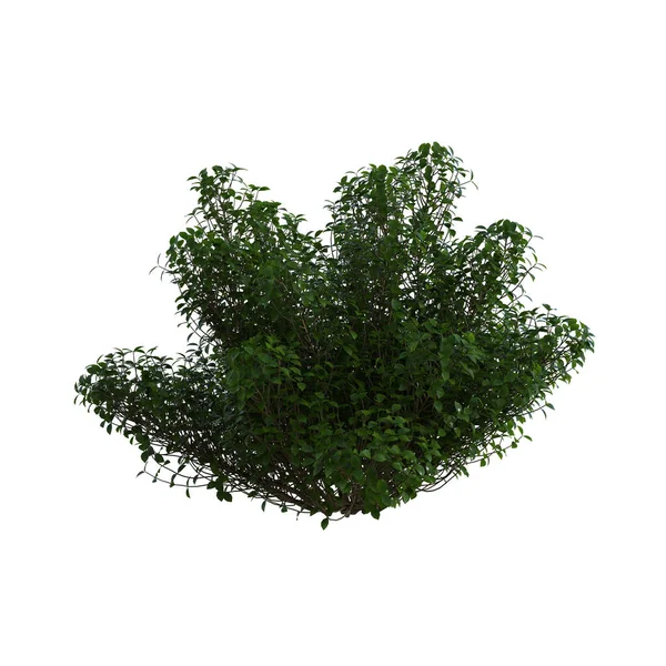 Render Nature Green Bush Isolated — Stock Photo, Image