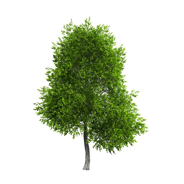 Vykreslování Zelený Zelený Strom Izolované — Stock fotografie