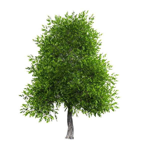 Boyutlu Yeşil Yeşillik Ağacı Izole Edildi — Stok fotoğraf
