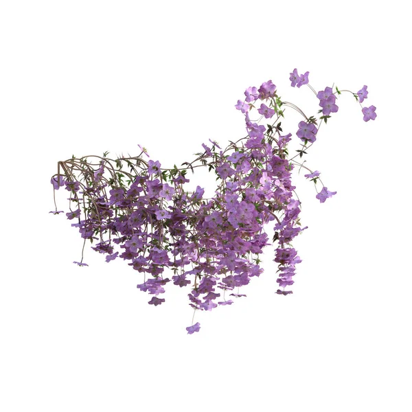 Render Illustration Clematis Tree Falling Vines Isolated — Stock Photo, Image