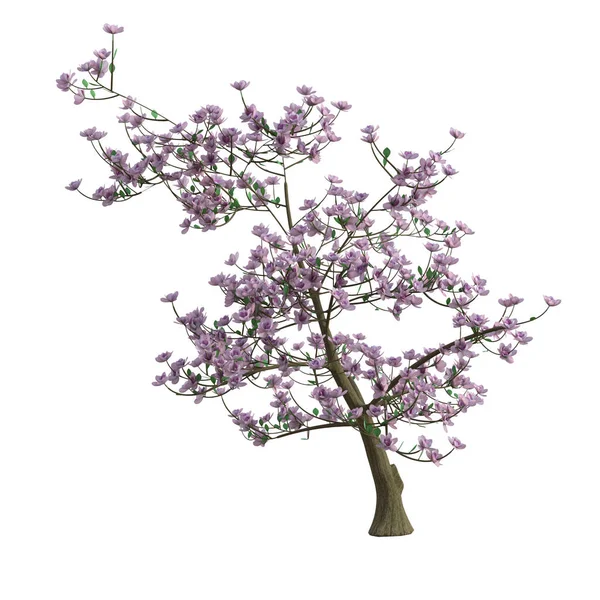 Render Magnolia Tree Pink Leaves Isolated — Stock Photo, Image