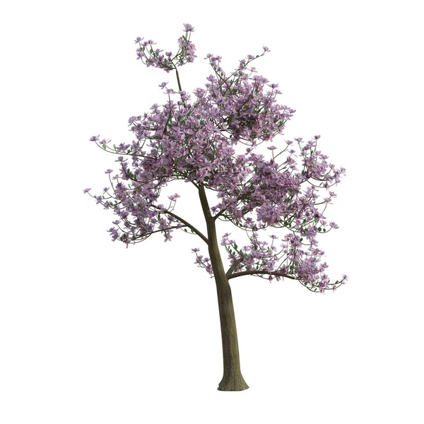 Καθιστούν Δέντρο Μανόλια Ροζ Φύλλα Απομονωμένο — Φωτογραφία Αρχείου
