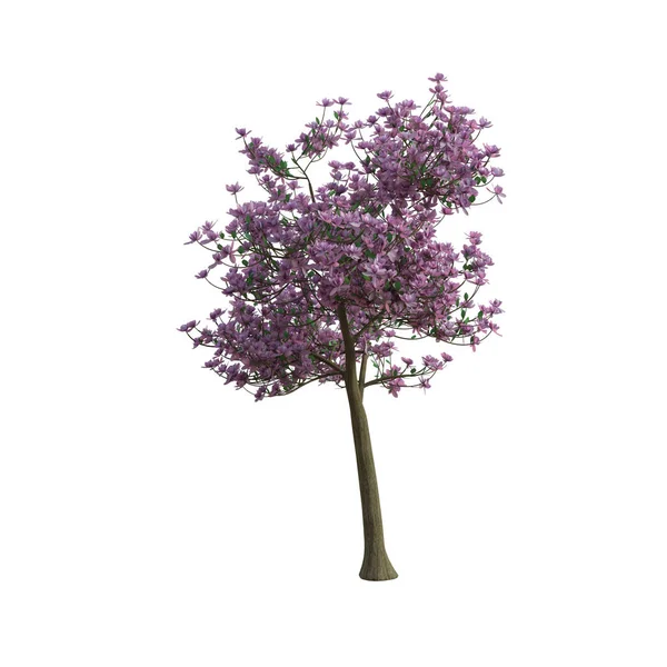 Render Magnólia Árvore Rosa Folhas Isoladas — Fotografia de Stock