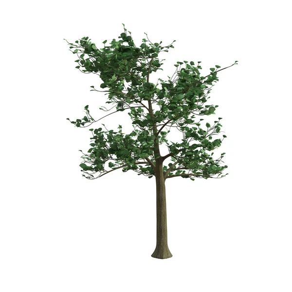 3D渲染绿色绿树隔离 — 图库照片