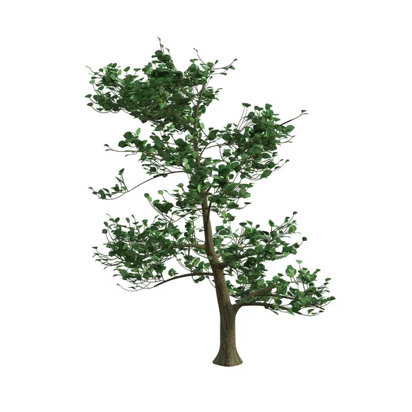 Απόδοση Πράσινο Κατάφυτο Δέντρο Απομονωμένο — Φωτογραφία Αρχείου