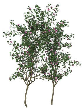 3D doğa ağacı izole edilmiş.