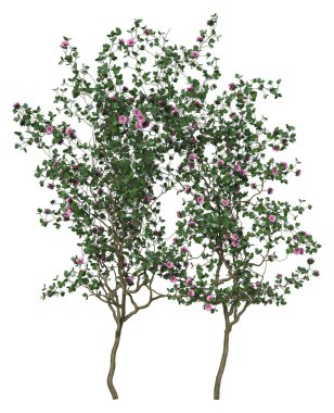 3D doğa ağacı izole edilmiş.