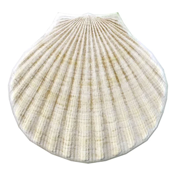 Rendering Illustration Sea Shell Isolated — Stock Photo, Image