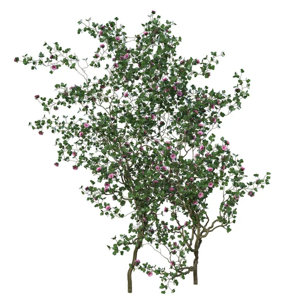 3Dレンダリング自然の花の木を隔離 ストックフォト