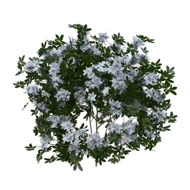3D tam beyaz çiçek çalısını izole et