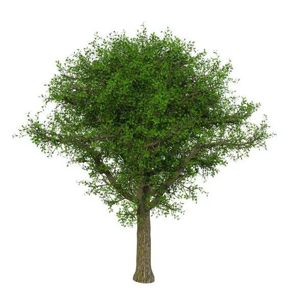 3D orman ağacı izole edildi