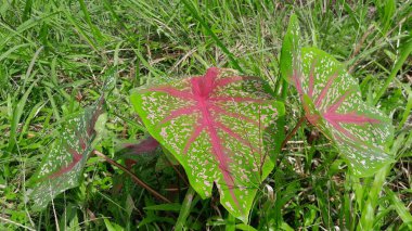 Caladium bicolor is regarded as the 