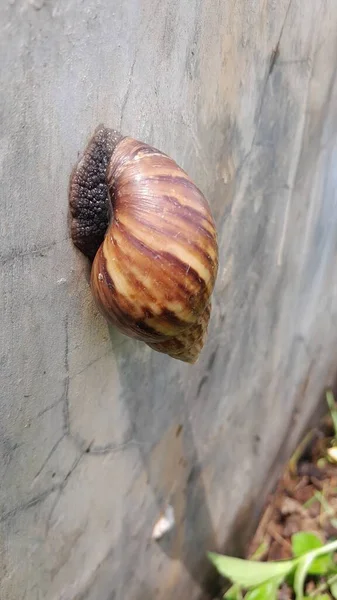 Giant snail \