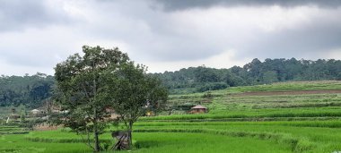 In the center of a field of rice, a tree provides shade for the farmer.