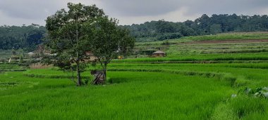 In the center of a field of rice, a tree provides shade for the farmer.