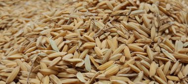 Drying the paddy before it is processed into white rice. Background from pile of paddy rice and rice seed, Brown of rice grain and close-up of rice pile