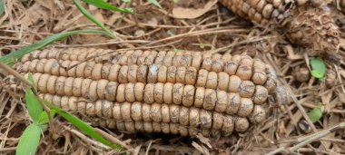 Unused corn is thrown away and left to decay on the ground. Moldy corn used for food and animal feed in storage