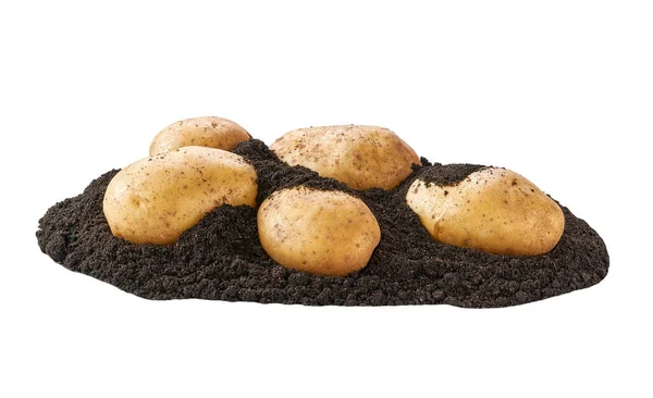 Las Patatas Frescas Orgánicas Tierra Patatas Suelo Aisladas —  Fotos de Stock