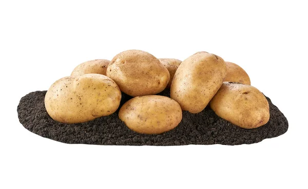 Świeże Organiczne Ziemniaki Ziemi Ziemniaki Izolowanej Glebie — Zdjęcie stockowe