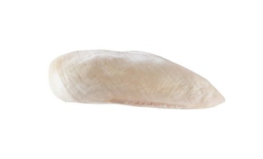 Beyaz arka planda haşlanmış tavuk filetosu. Kırpma yolu olan tavuk eti.