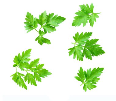 Green leaves of parsley isolated on white, top view. fresh green vegan vitamin parsley isolated. parsley herb isolated.