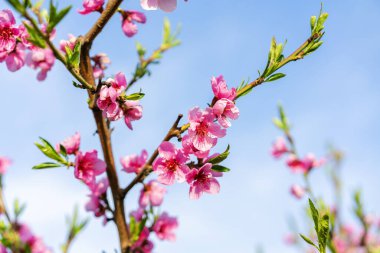 Çiçekli şeftali dalları, arka plan bulanık. Şeftali çiçeğinin yakınında. Bahçedeki Güzel Pembe Şeftali Çiçekleri. ses tonlu.
