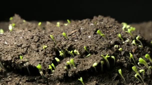 Cultivo Plantas Primavera Timelapse Germinación Plántulas Berro Recién Nacido Invernadero — Vídeos de Stock