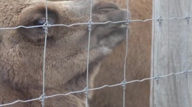 Aptal beyaz Bactrian devenin portresi.