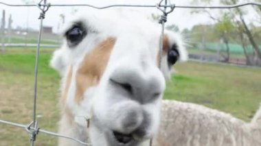 İnsan Elleri İçin Yiyen Alpaka. Alpaca Çiftliği. Hayvanat bahçesi 4k