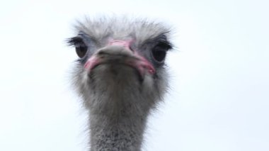 Oudtshoorn, Güney Afrika 'da yarı çöl manzarasında devekuşu çiftliğinde Afrika devekuşları.