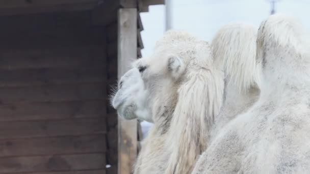 Shaggy Two Humped White Two Humped Camel Resting — Stock Video