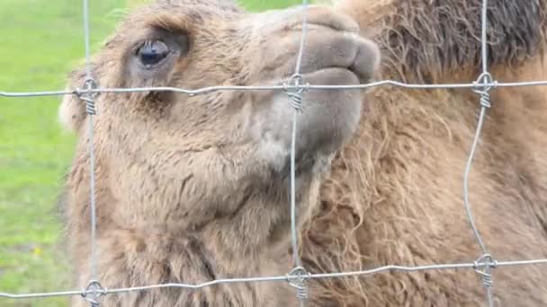 Bactrian Camellos Recinto Del Zoológico — Vídeo de stock