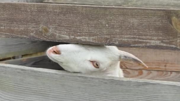 Piękne Zbliżenie Kozła Koza Wsi Bliska Koza Zbliża Się — Wideo stockowe