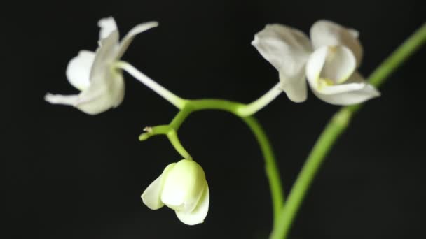 Hermosas Flores Blancas Insólitas Orquídea Que Florecen Fondo Negro Primer — Vídeo de stock